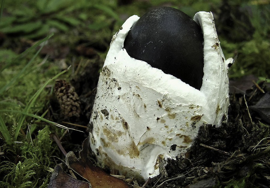 Mushroom Photograph - Amanita #3 by Betty Depee