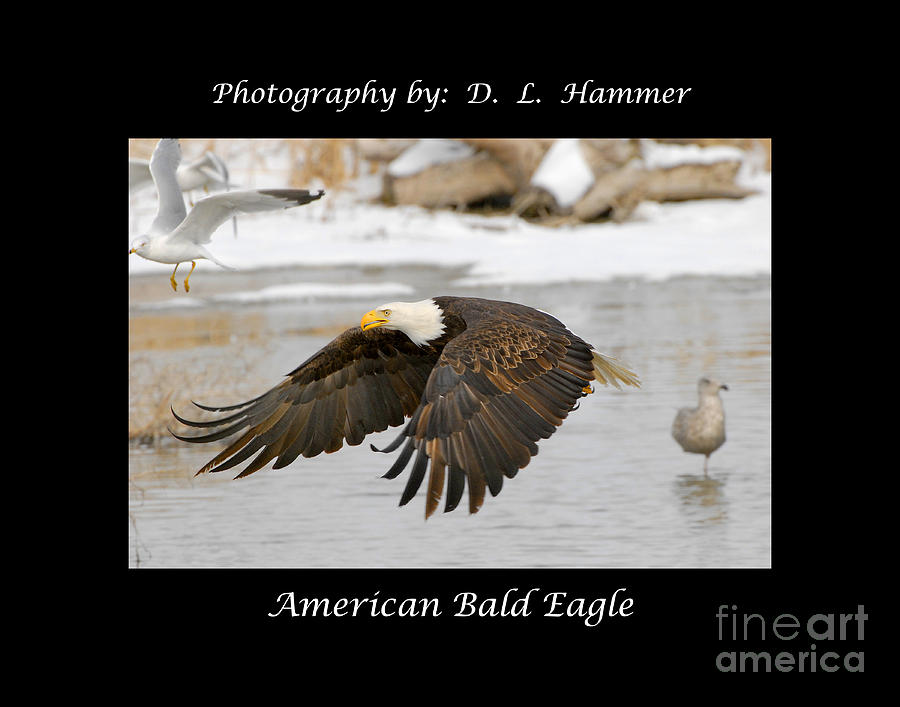 American Bald Eagle #3 Photograph by Dennis Hammer