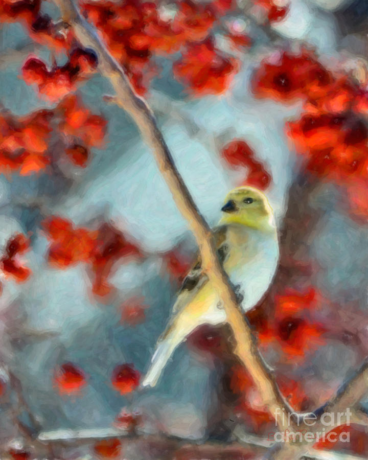 American Goldfinch #3 Photograph by Betty LaRue