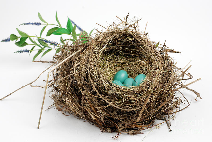 American Robin Nest #3 Photograph by Photo Researchers, Inc.