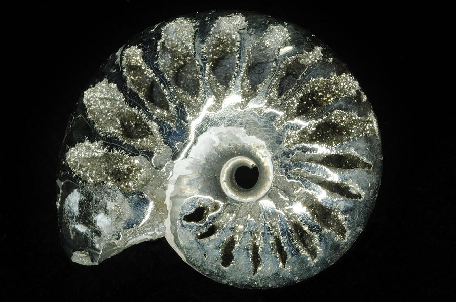 Ammonite Fossil #3 Photograph by Lawrence Lawry