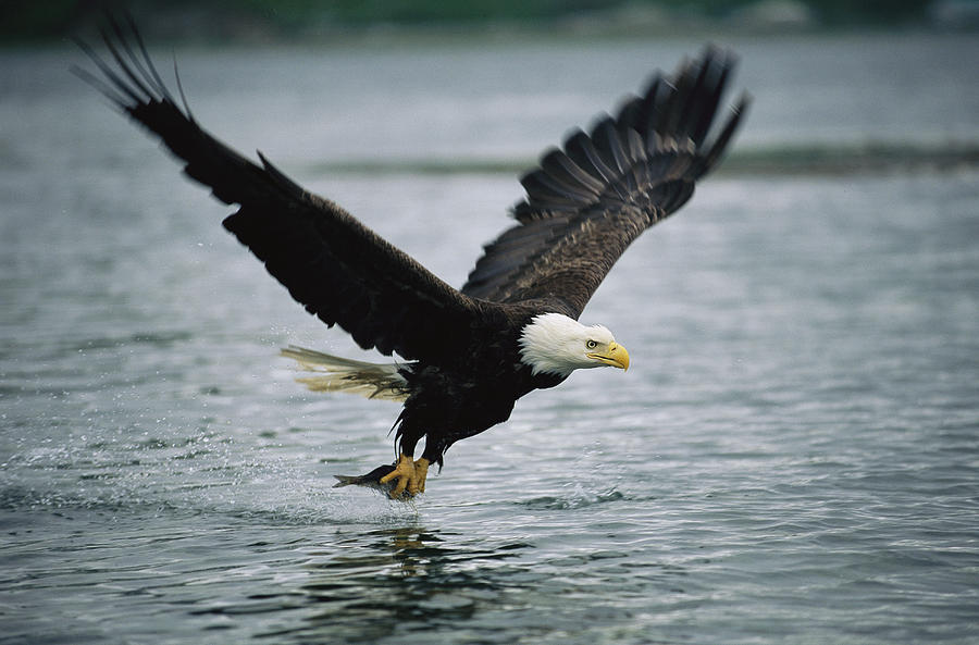 An American Bald Eagle Grabs A Fish Photograph by Klaus Nigge