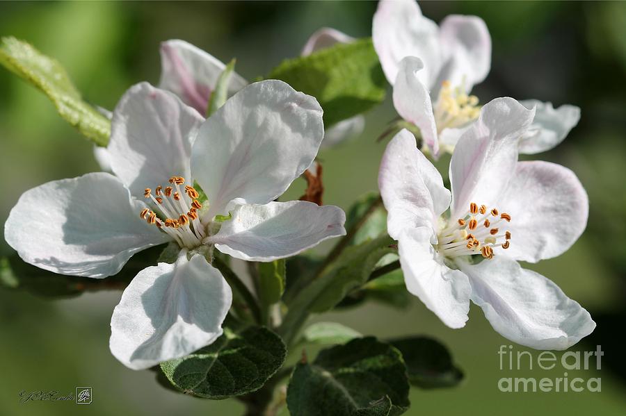 Nature Photograph - Apple Blossom #3 by J McCombie
