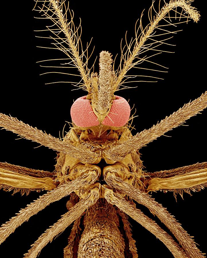 Nature Photograph - Asian Tiger Mosquito, Sem #3 by Susumu Nishinaga