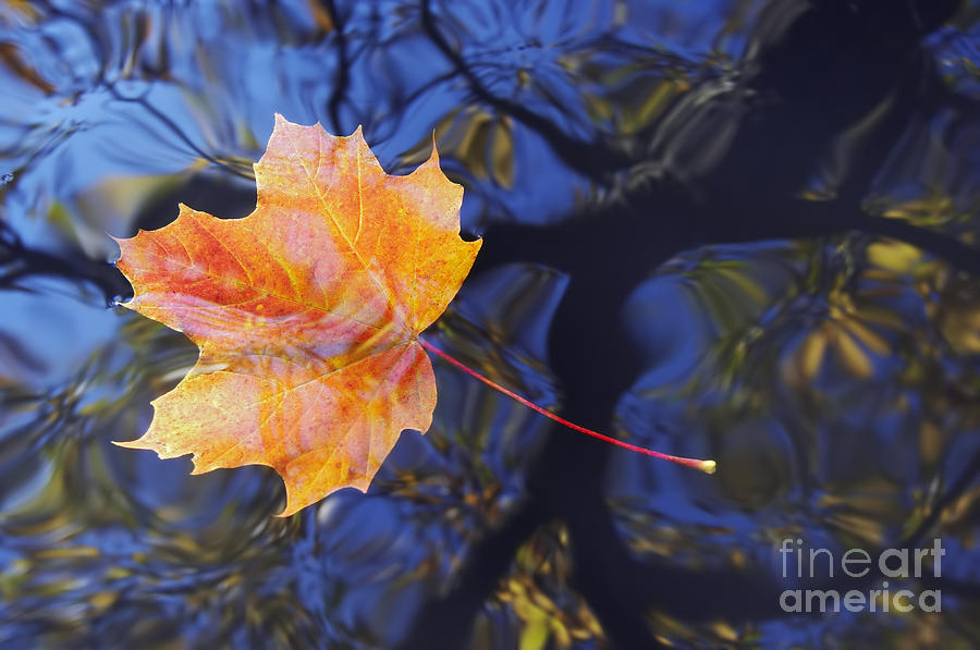 Autumn Leaf On The Water #3 Photograph by Michal Boubin
