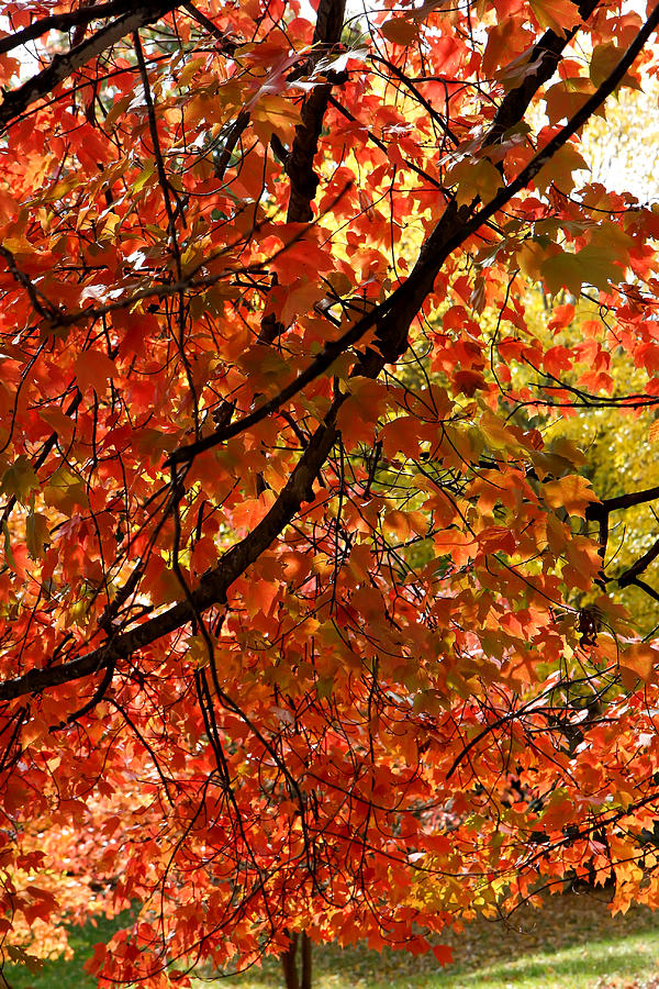 Autumn Leaves #3 Photograph by KG Thienemann