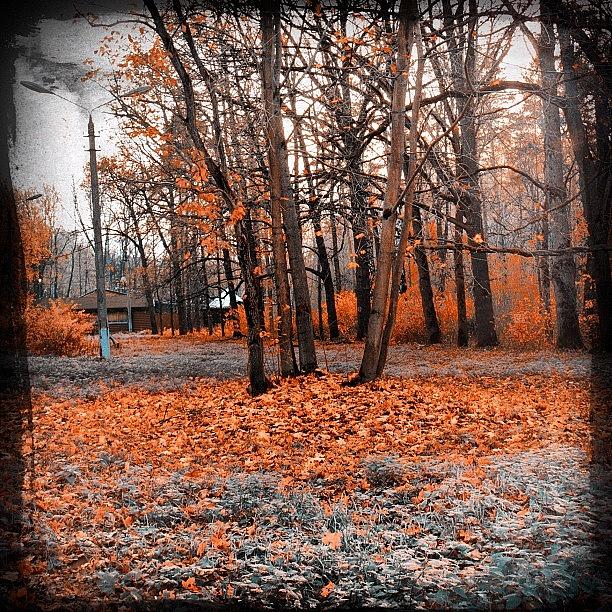 Nature Photograph - Autumn Park #wood #trees #walk #nature #3 by Grigorii Arzhanykh