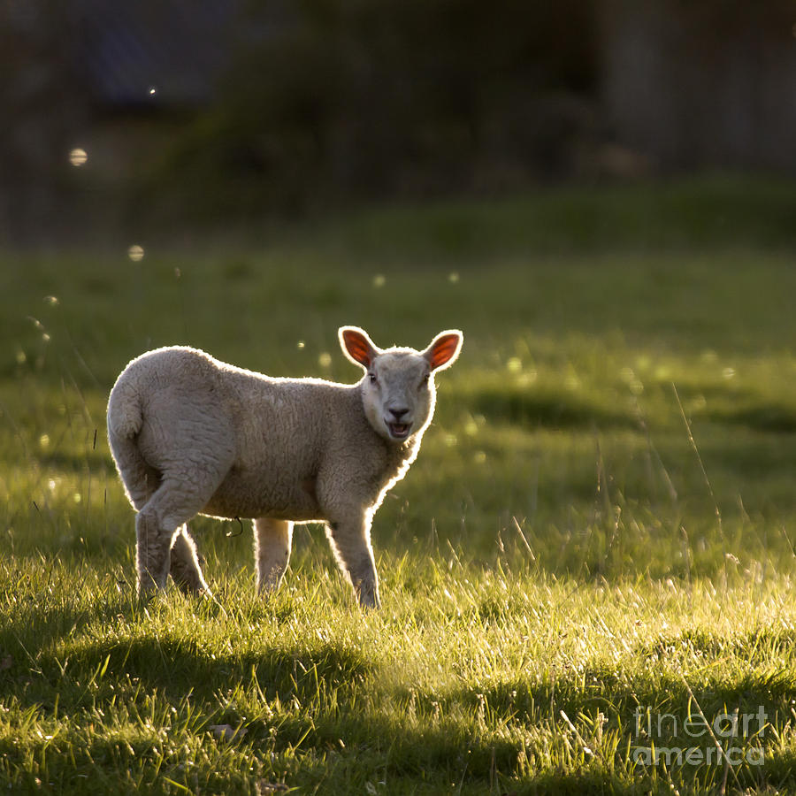Sheep Photograph - Baa baa #3 by Ang El