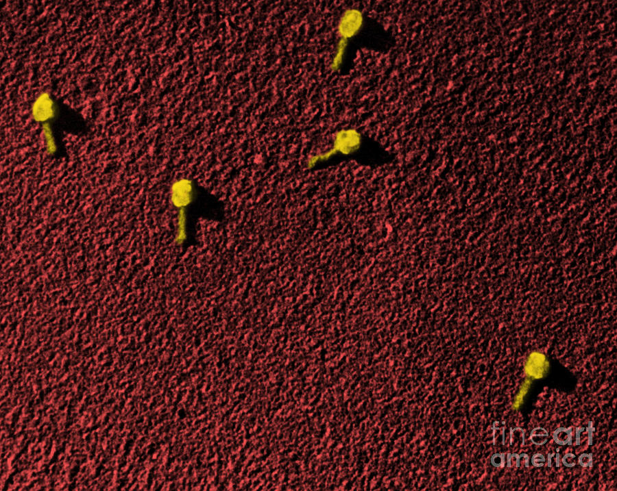 Bacteriophage Photograph - Bacteriophage T2 #3 by Omikron