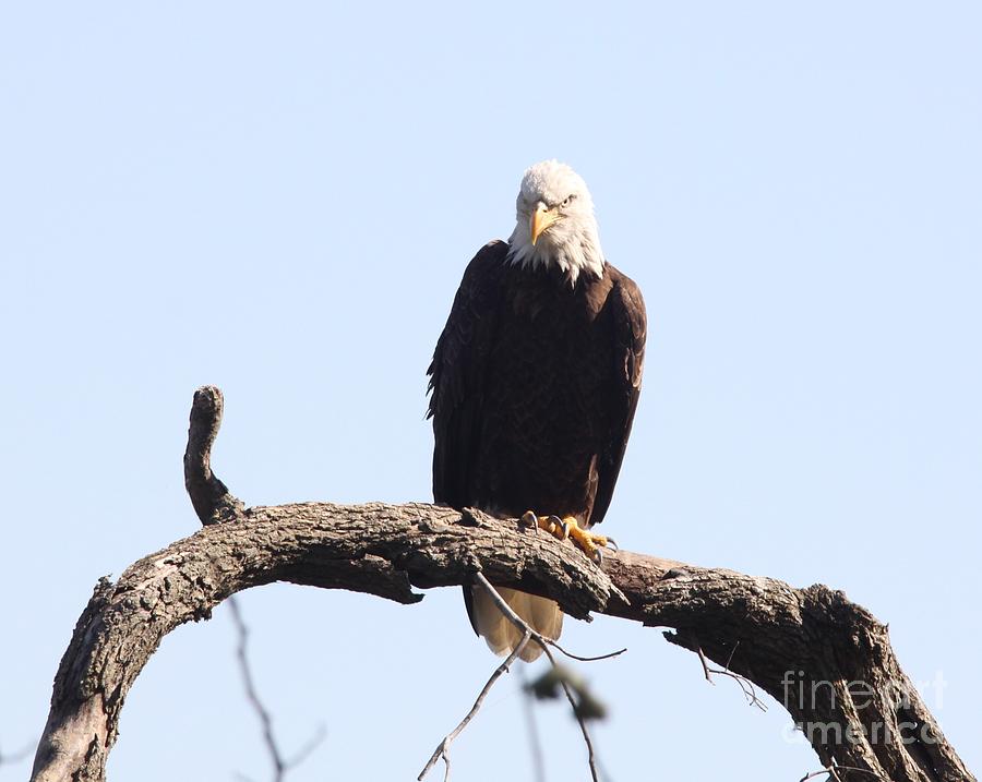 Bald Eagle #3 Photograph by Jack R Brock
