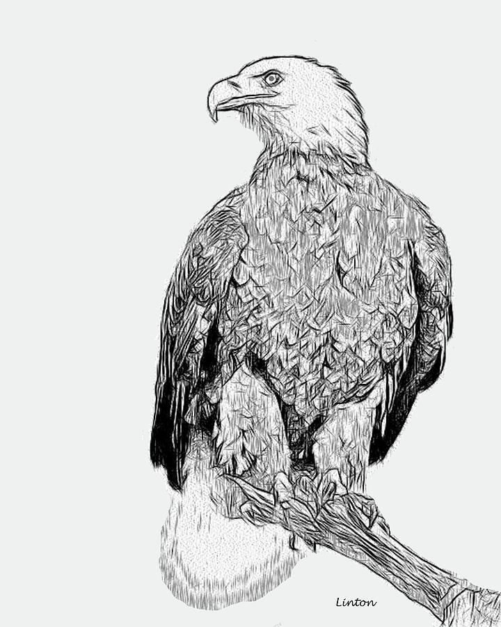 Bald Eagle #3 Digital Art by Larry Linton
