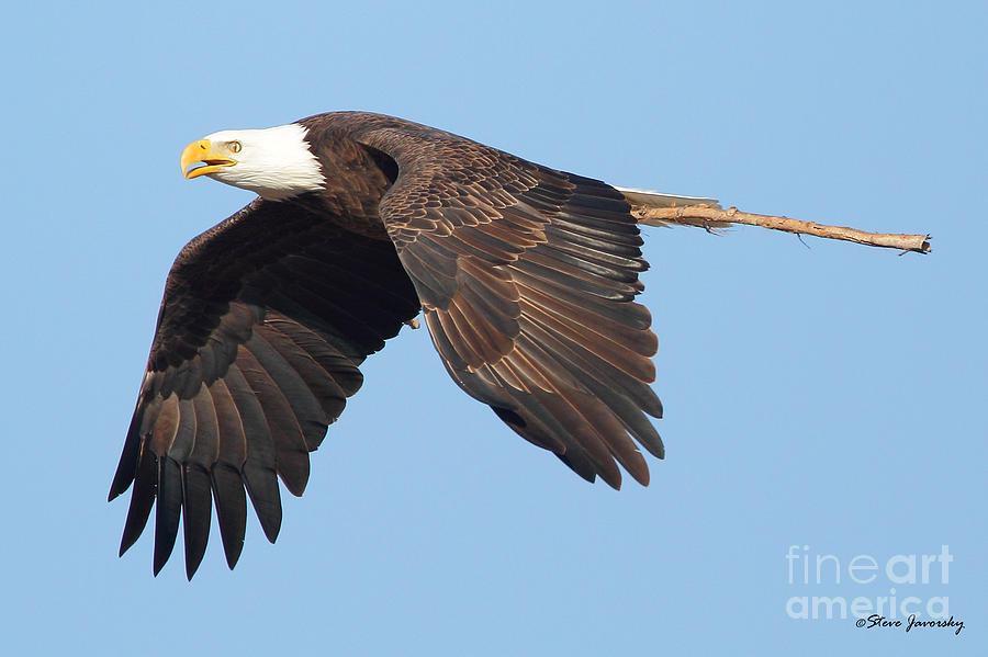 Bald Eagle #3 Photograph by Steve Javorsky
