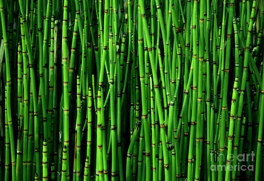 Bamboo by Timothy Johnson