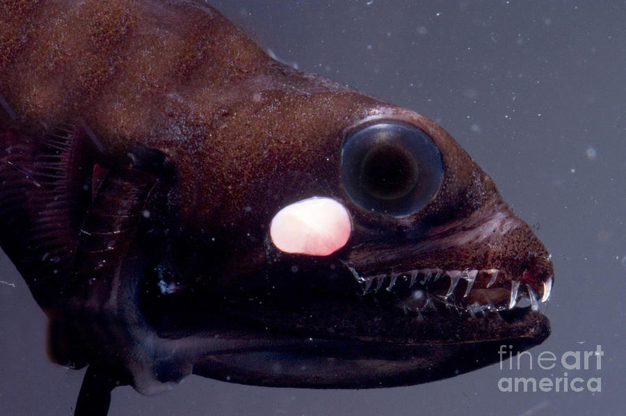 Barbeled Dragonfish #3 Photograph by Dante Fenolio