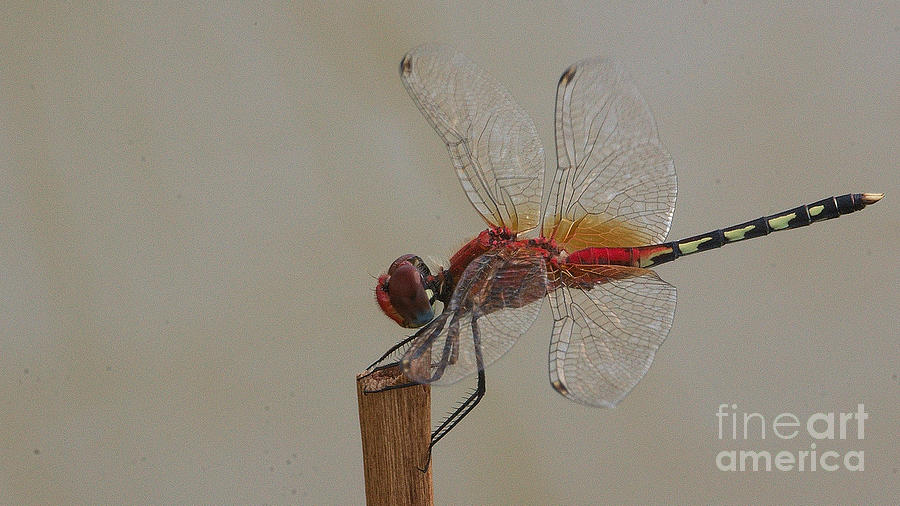 Barbet dragonfly #3 Photograph by Mareko Marciniak
