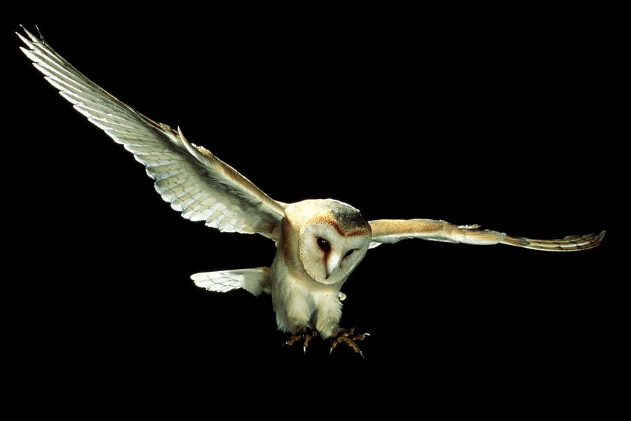Nature Photograph - Barn Owl #3 by Andy Harmer