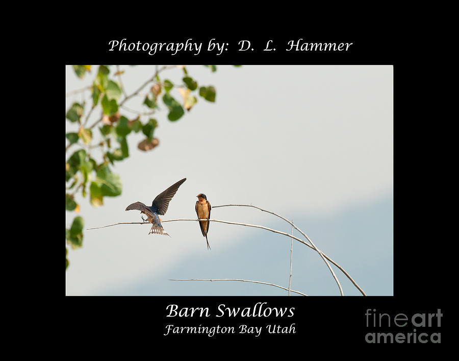 Barn Swallows #3 Photograph by Dennis Hammer