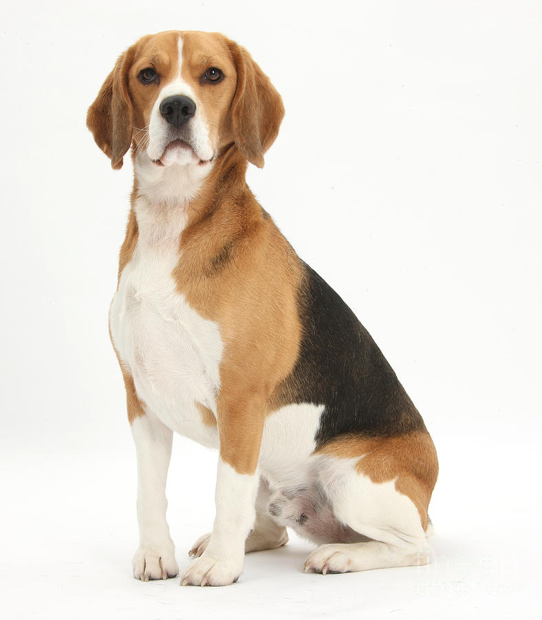 Beagle Dog #3 Photograph by Mark Taylor