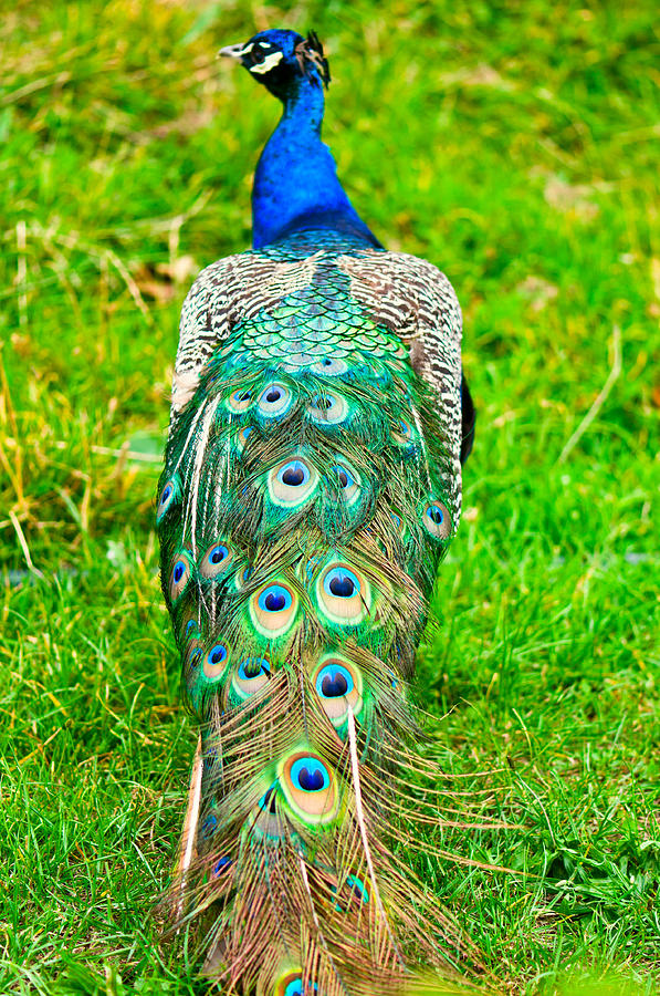 Beautiful and pride peacock on a lawn #3 Photograph by U Schade