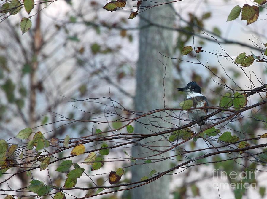 Belted Kingfisher #3 Photograph by Jack R Brock