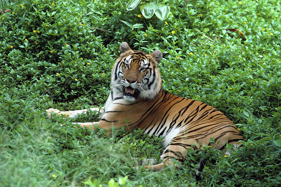 Bengal Tiger Panthera Tigris Tigris #3 Photograph by Gerry Ellis