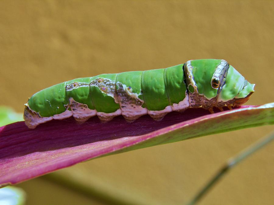 Big Green Caterpillar Photograph By Werner Lehmann   3 Big Green Caterpillar Werner Lehmann 