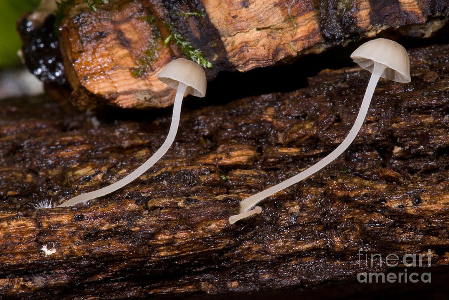 Bioluminescent Fungi #3 Photograph by Dant Fenolio