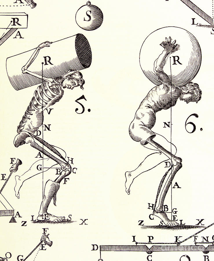 Skeleton Photograph - Biomechanics #3 by Science Source