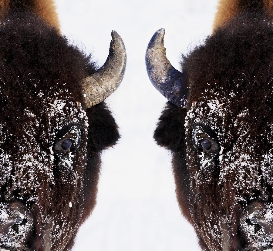 Bison In Winter #3 Photograph by Richard Wear