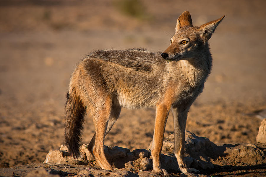 Black-Backed Jackal Photograph by Hein Welman - Fine Art America