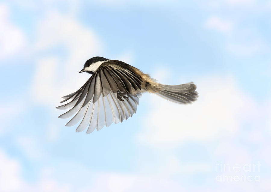Black-capped Chickadee In Flight #3 Photograph by Ted Kinsman