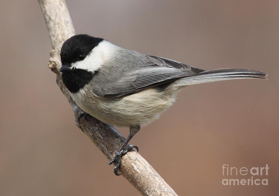 Black-capped Chickadee #3 Photograph by Jack R Brock
