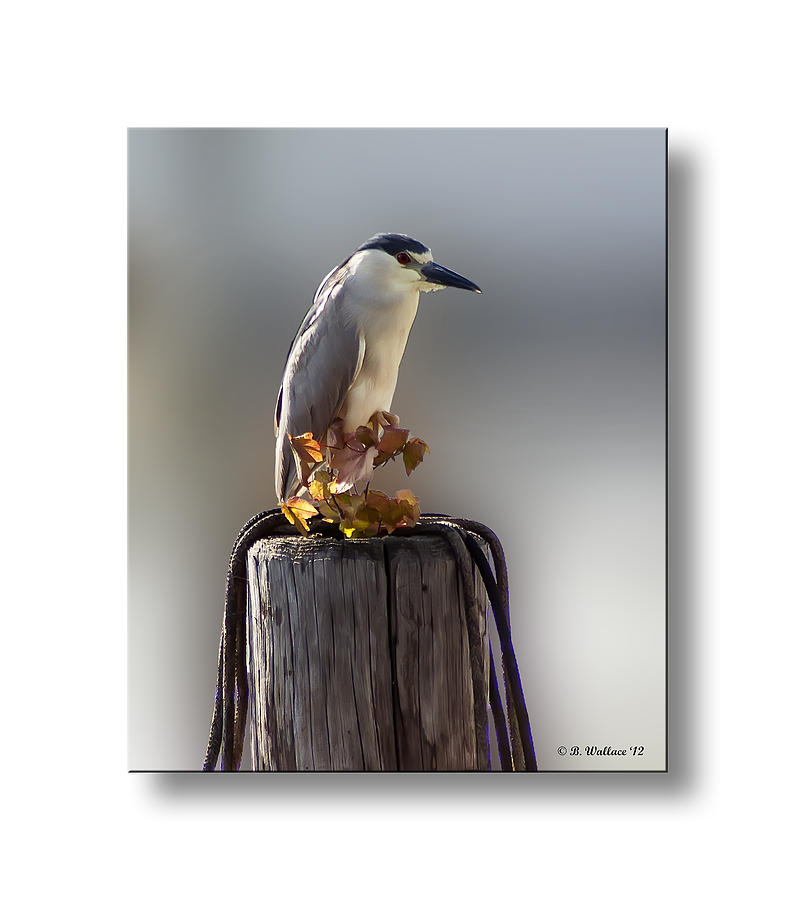 Black Crowned Night Heron #3 Photograph by Brian Wallace