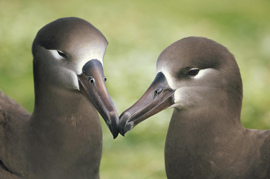 Black-footed Albatross Phoebastria Photograph by Tui De Roy Black-footed Albatross Phoebastria Photograph by Tui De Roy