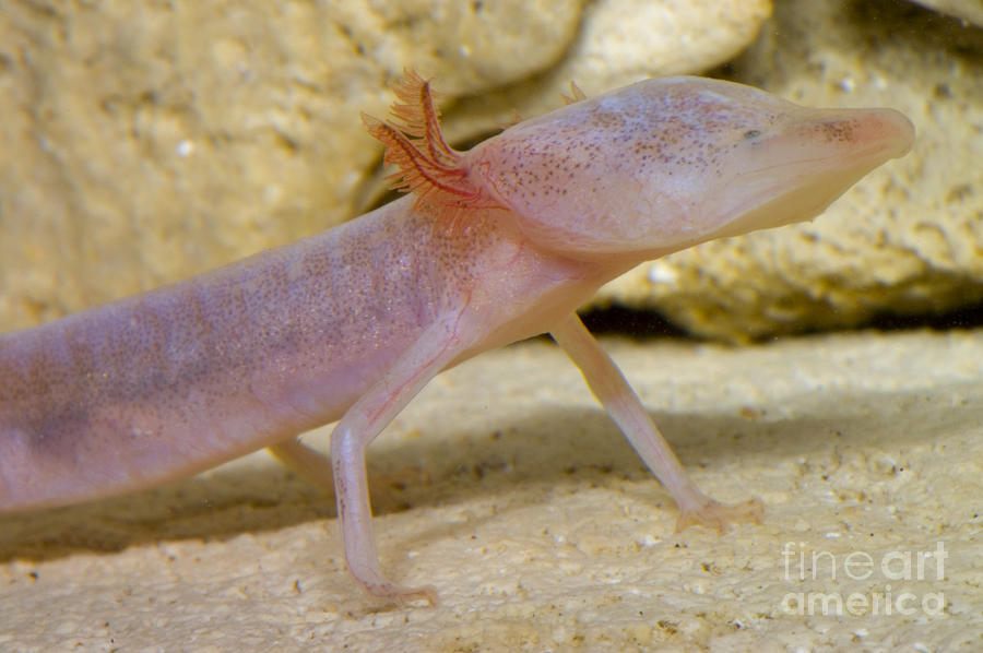 Blind Salamander #3 Photograph by Dante Fenolio