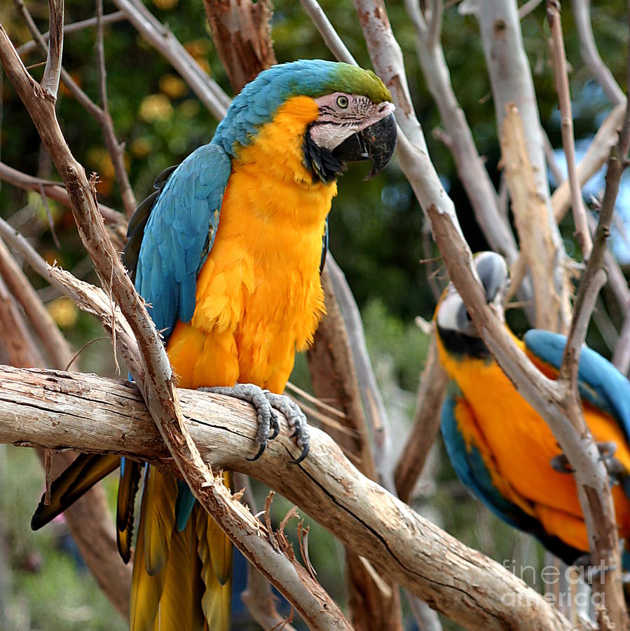 Blue And Gold Macaw #3 Photograph by Henrik Lehnerer
