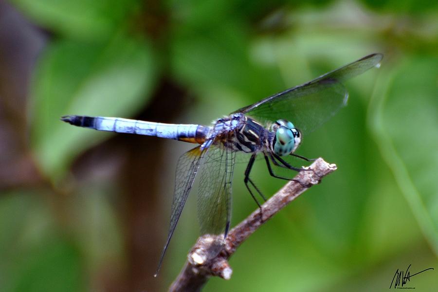 Blue Dragonfly #3 Photograph by Mark Valentine