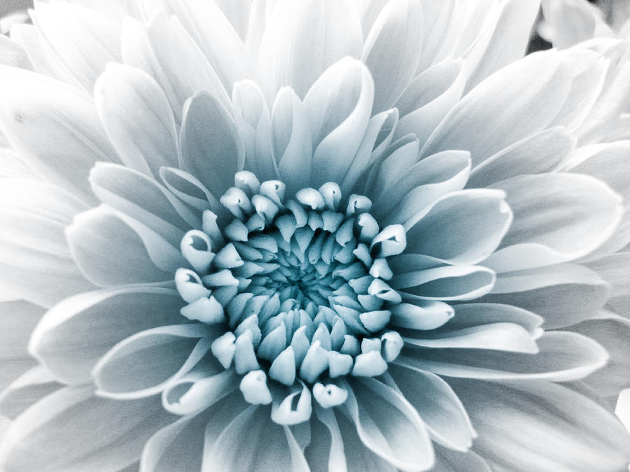 Blue Flower #3 Photograph by Dawn OConnor