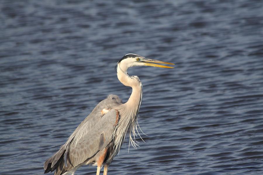 Blue Heron #3 Photograph by Jeanne Andrews