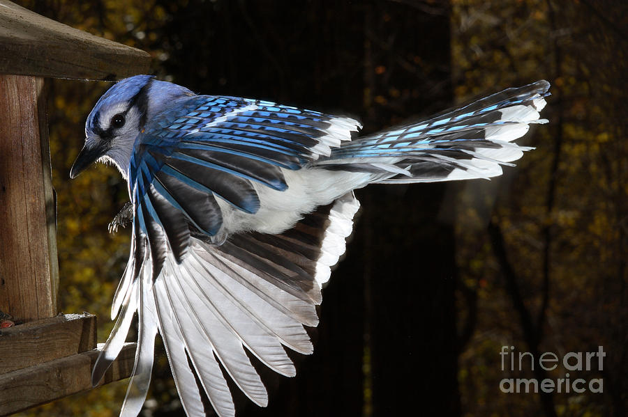 Blue Jay Photograph - Blue Jay In Flight #3 by Ted Kinsman