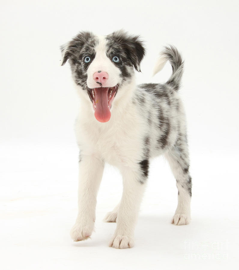 Blue Merle Border Collie Pup #3  by Mark Taylor
