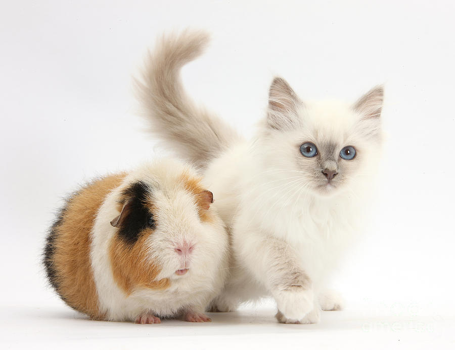 Blue-point Kitten And Guinea Pig #3 Photograph by Mark Taylor