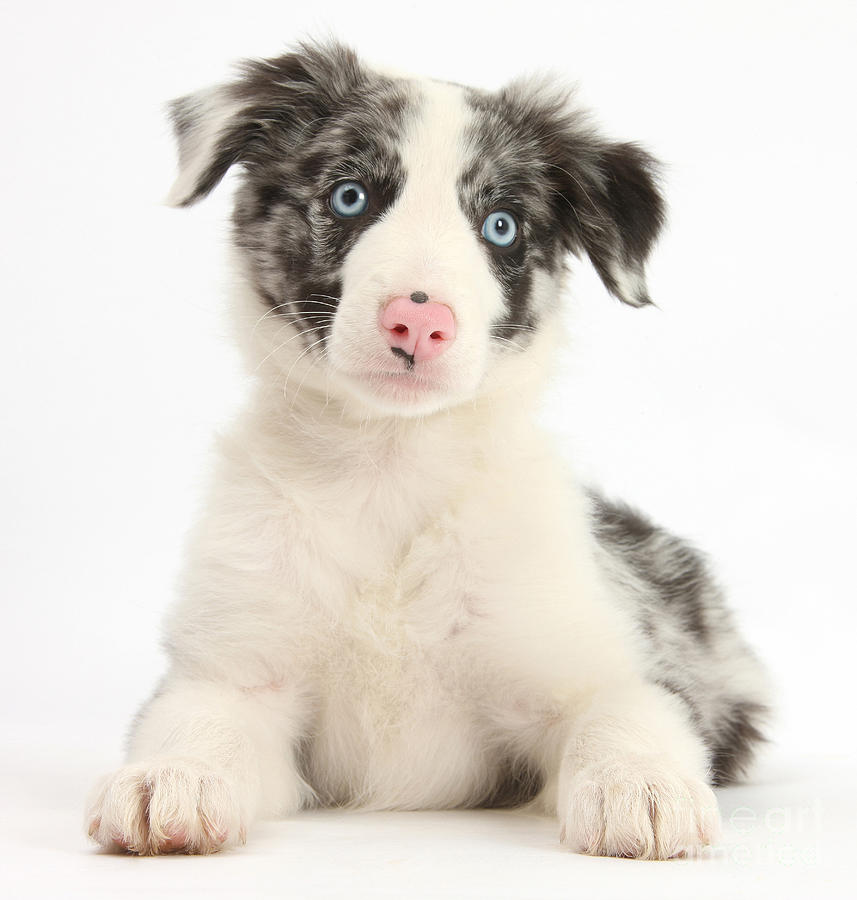 Border Collie Pup #3 Photograph by Mark Taylor