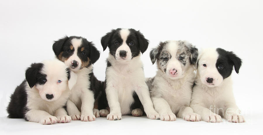 Border Collie Puppies #14 Photograph by Mark Taylor