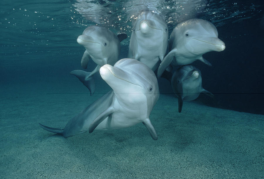 Bottlenose Dolphin Underwater Pair Photograph by Flip Nicklin