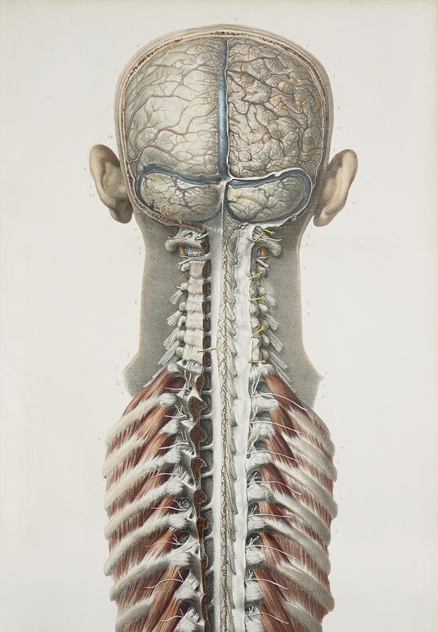 Brain And Spinal Cord 1844 Artwork Photograph By 7341