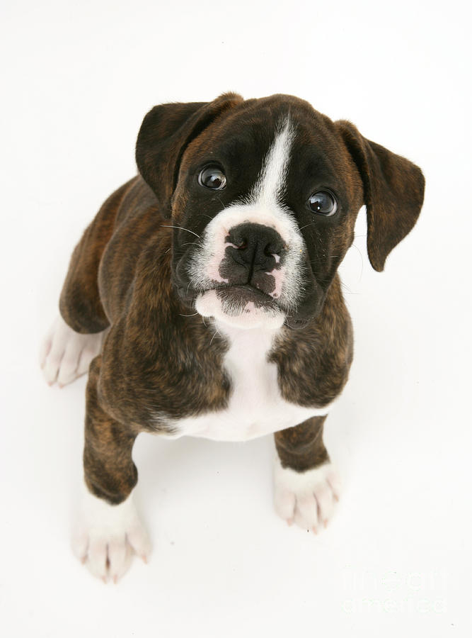 Brindle Boxer Pup #3 Photograph by Jane Burton