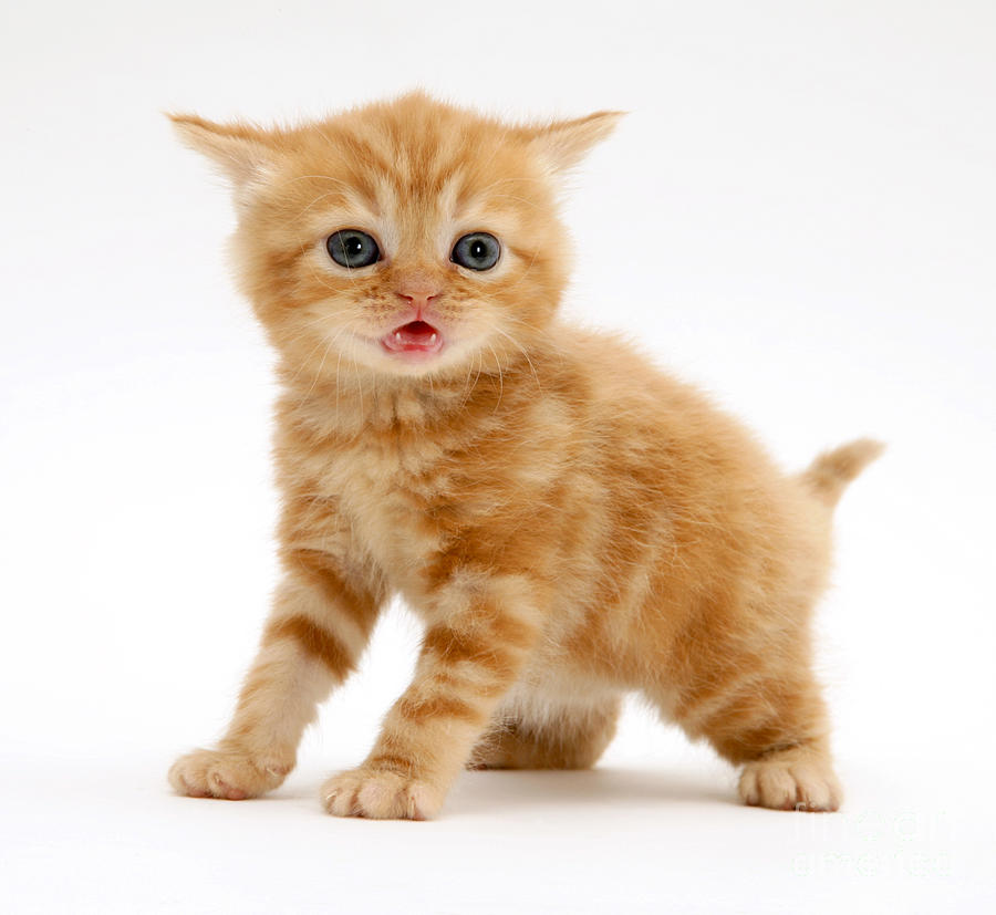 British Shorthair Red Tabby Kitten Photograph By Jane Burton Fine Art 