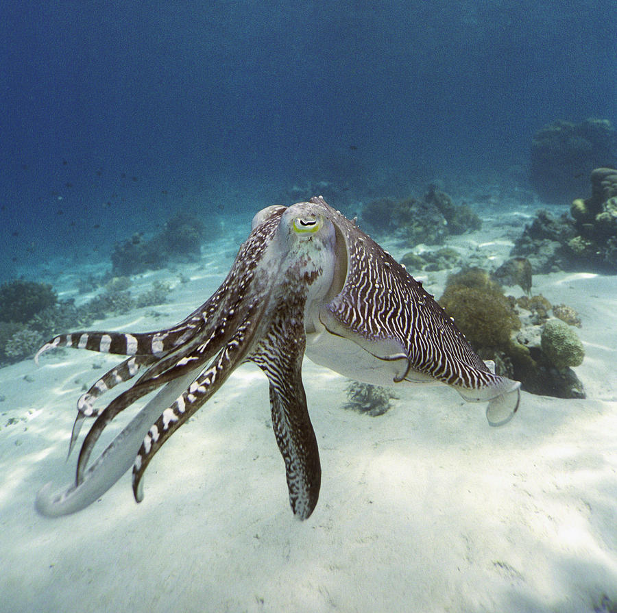 Broadclub Cuttlefish #3 by Peter Scoones