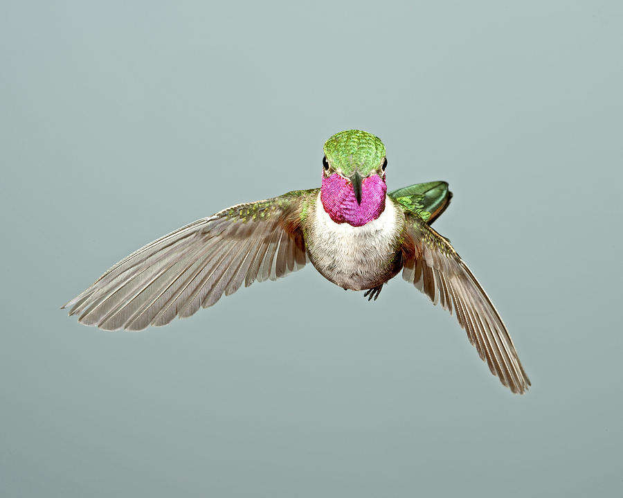 Broadtail Hummingbird #3 Photograph by Gregory Scott